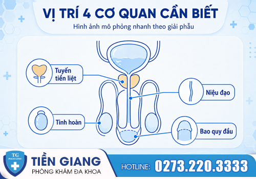 Infographic vị trí giải phẫu đơn giản